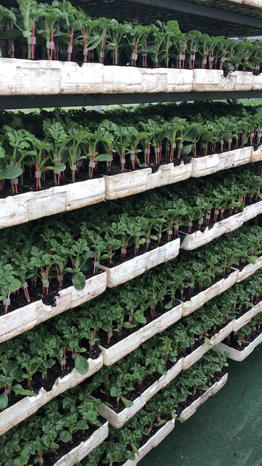 Sağlıklı ve Bereketli Fide Çeşitleri - Üretimini yaptığımız aşılı ve normal fide çeşitlerine ait fotoğraflar.