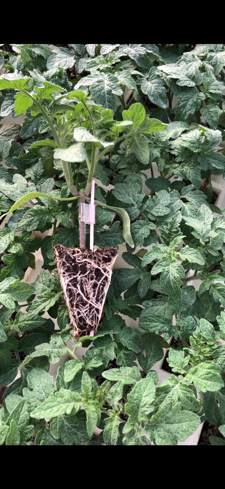 Sağlıklı ve Bereketli Fide Çeşitleri - Üretimini yaptığımız aşılı ve normal fide çeşitlerine ait fotoğraflar.