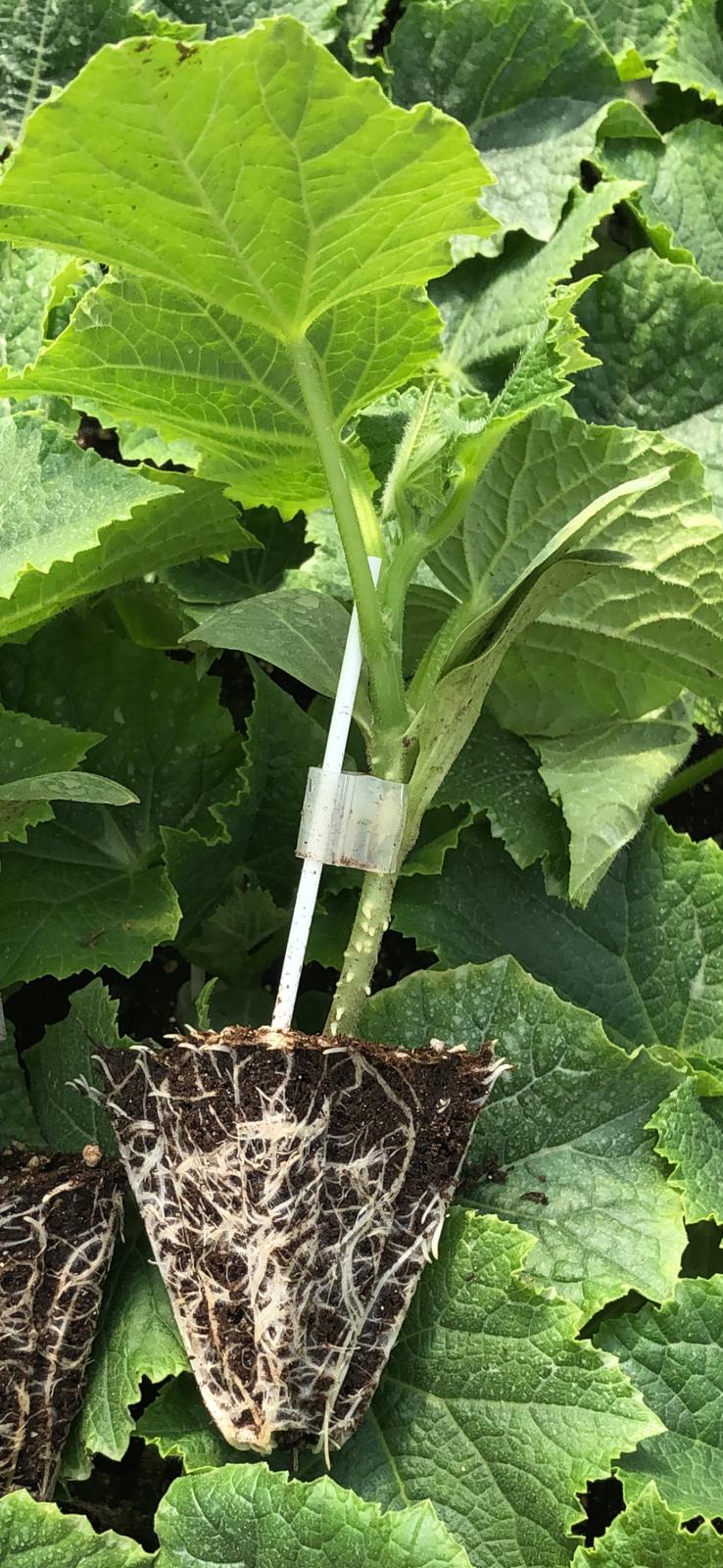 Modern Seralarımız ve Üretim Teknolojilerimiz - Antalya Aksu’daki modern ve bilgisayar kontrollü seralarımızdan kesitler.