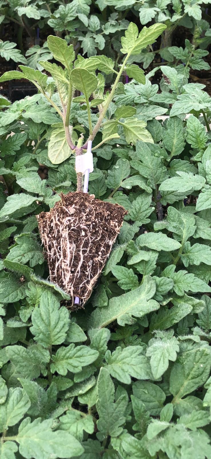 Modern Seralarımız ve Üretim Teknolojilerimiz - Antalya Aksu’daki modern ve bilgisayar kontrollü seralarımızdan kesitler.