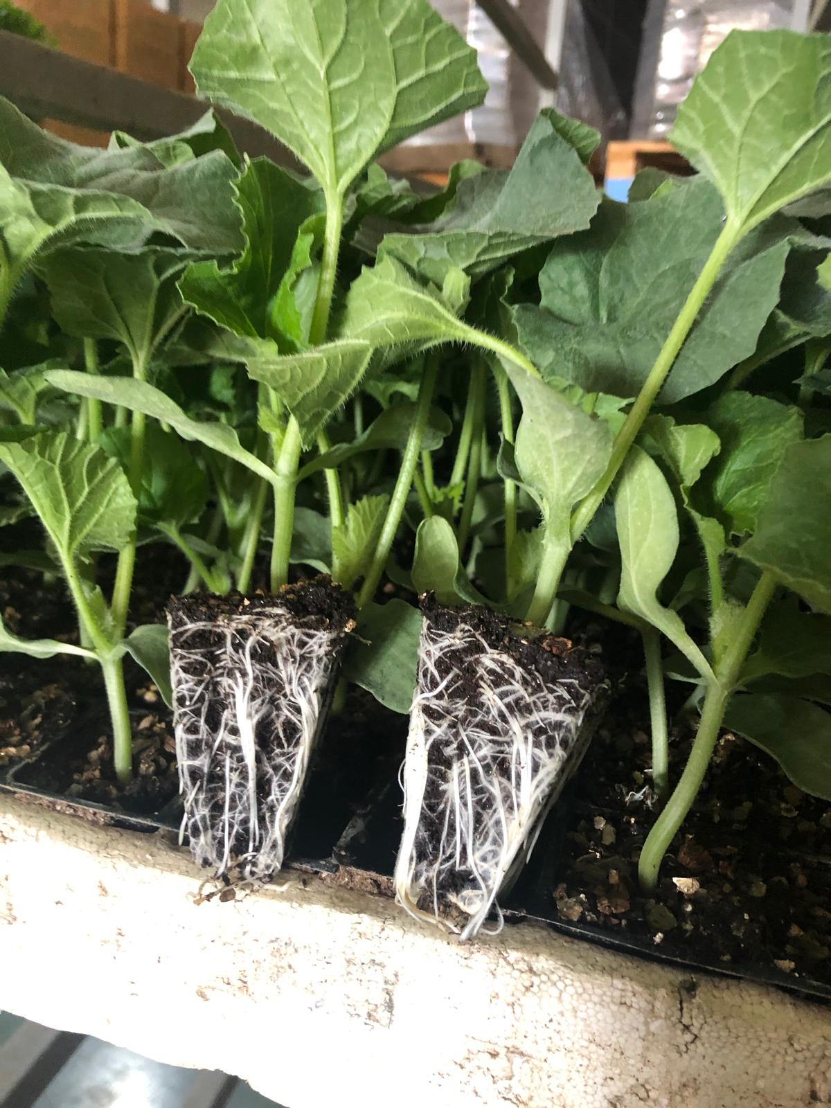 Modern Seralarımız ve Üretim Teknolojilerimiz - Antalya Aksu’daki modern ve bilgisayar kontrollü seralarımızdan kesitler.