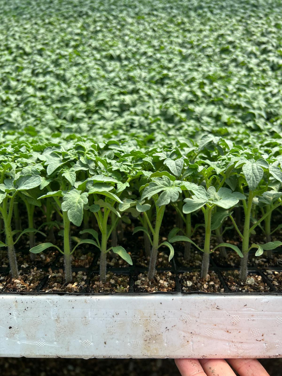 Modern Seralarımız ve Üretim Teknolojilerimiz - Antalya Aksu’daki modern ve bilgisayar kontrollü seralarımızdan kesitler.